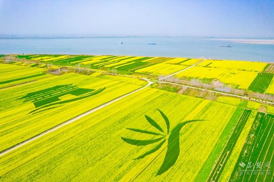 段 店鎮(zhèn)長(zhǎng)江邊萬(wàn)畝油菜花海.jpg.jpg